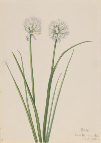 Nördliche Zwiebel (Allium sibiricum) von Mary Vaux Walcott