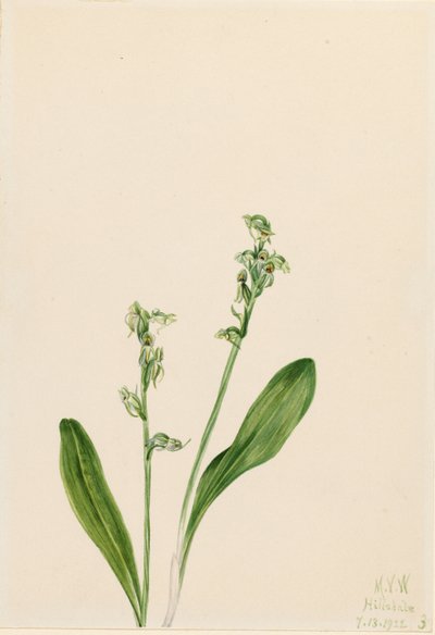 Einblatt-Sumpf-Orchidee (Habenaria obtusata) von Mary Vaux Walcott