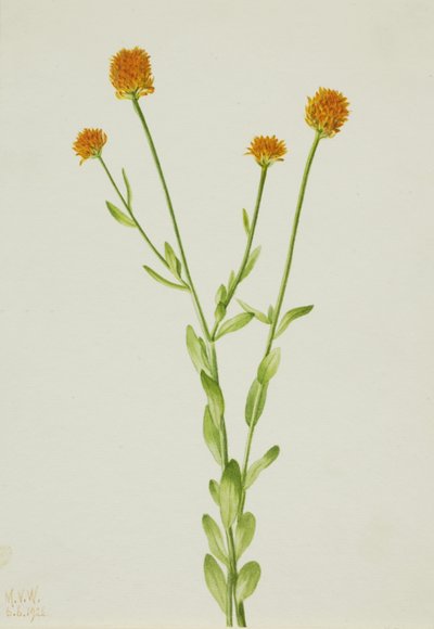 Orange Polygala (Polygala lutea) von Mary Vaux Walcott