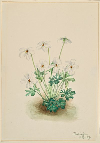 Stiefmütterchen Veilchen (Viola pedata) von Mary Vaux Walcott
