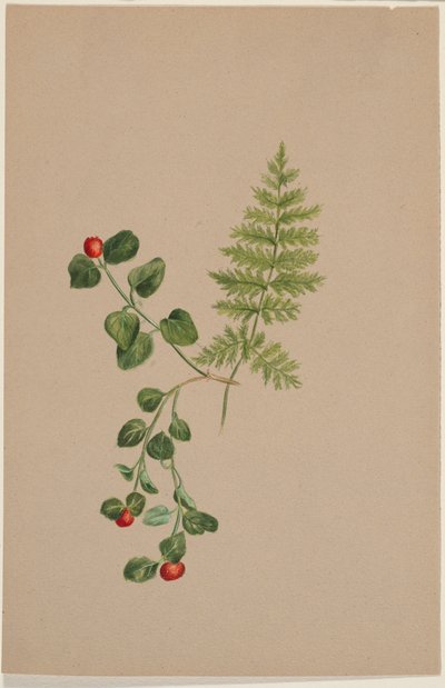 Partridgeberry (Mitchella repens) von Mary Vaux Walcott