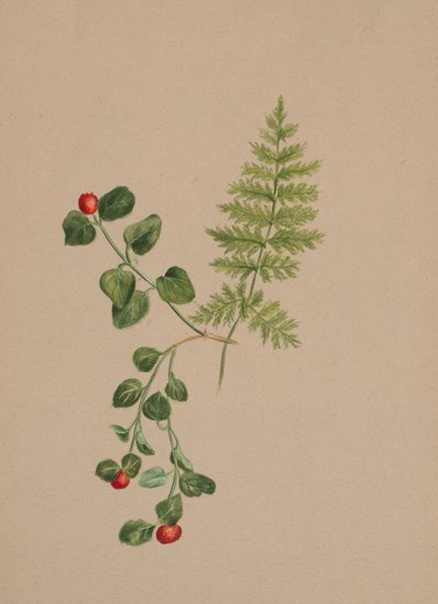 Partridgeberry Mitchella repens, ca. 1883 von Mary Vaux Walcott