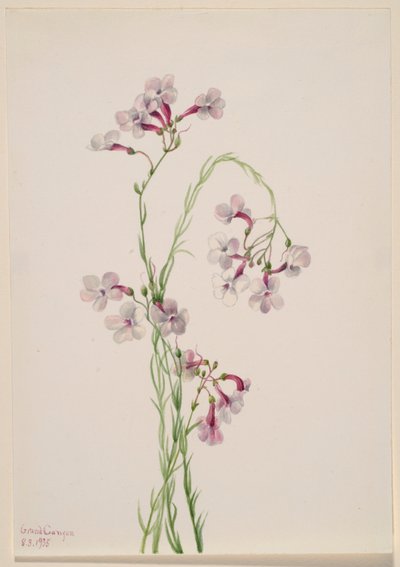 Pentstemon ambiguus von Mary Vaux Walcott