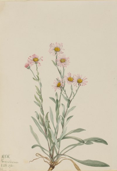 Rosa Berufkraut (Erigeron caespitosus) von Mary Vaux Walcott