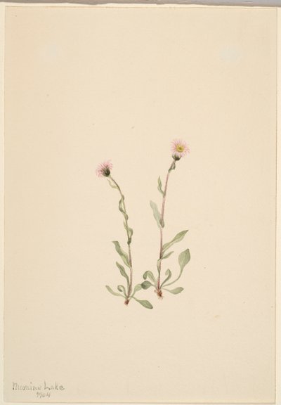 Rosa Berufkraut (Erigeron jucundus) von Mary Vaux Walcott