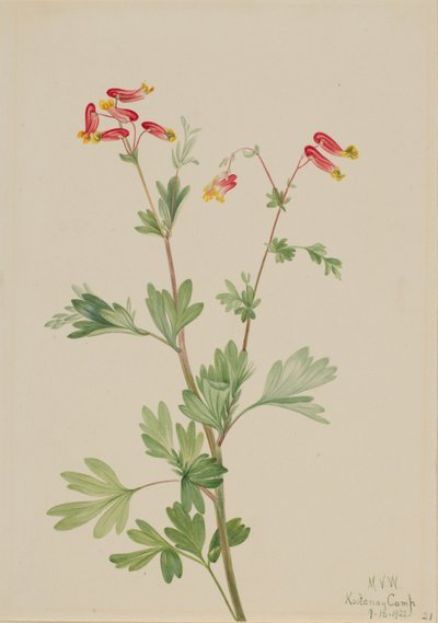 Rosa Fumeroot Capnoides sempervirens, 1922 von Mary Vaux Walcott