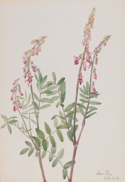 Rosa Hedysarum (Hedysarum americanum) von Mary Vaux Walcott