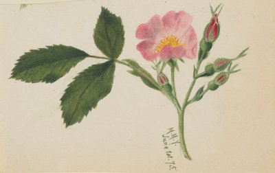 Rosa Rose von Mary Vaux Walcott