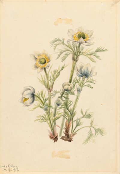 Küchenschelle (Pulsatilla occidentalis) von Mary Vaux Walcott