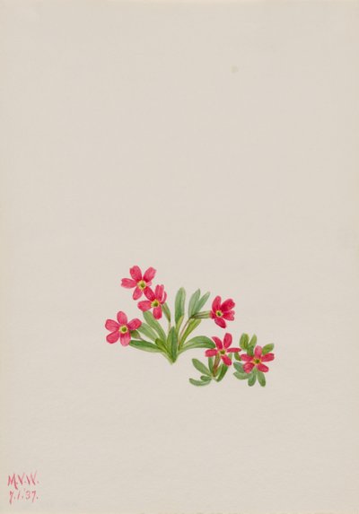 Primel (Primula angustifolia) von Mary Vaux Walcott