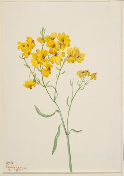 Psilostrophe sparsiflora von Mary Vaux Walcott