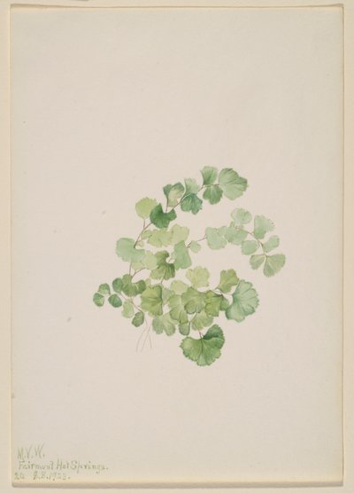 Puccoon (Lithospermum ruderale) von Mary Vaux Walcott