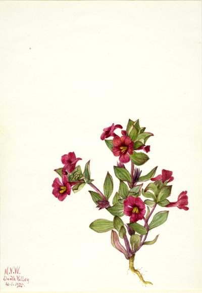 Purpur-Affenblume (Mimulus bigelovii) von Mary Vaux Walcott