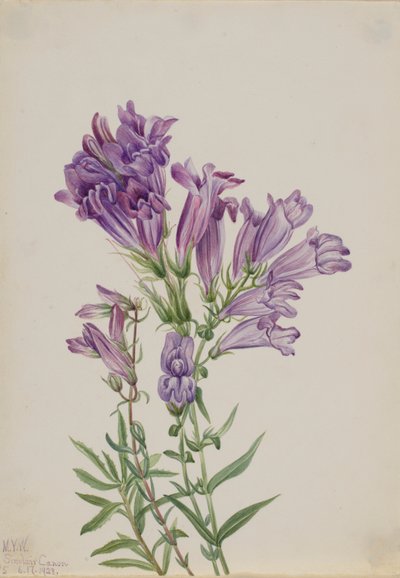 Lila Bartfaden (Pentstemon lyallii) von Mary Vaux Walcott