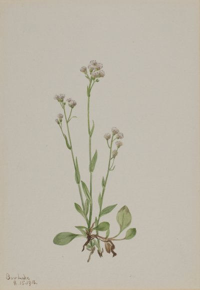 Katzenpfötchen (Antennaria racemosa) von Mary Vaux Walcott