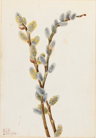 Weidenkätzchen Salix discolor, 1920 von Mary Vaux Walcott
