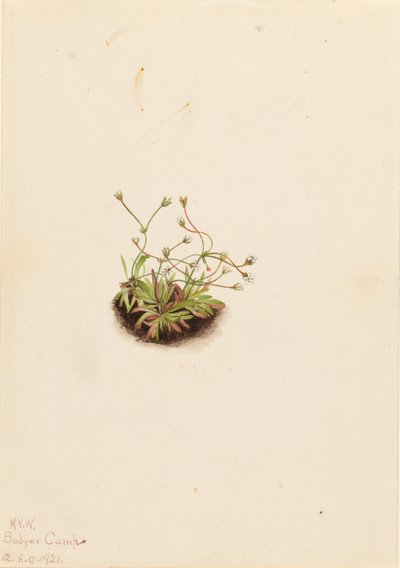 Zwerg-Androsace (Androsace subumbellata) von Mary Vaux Walcott