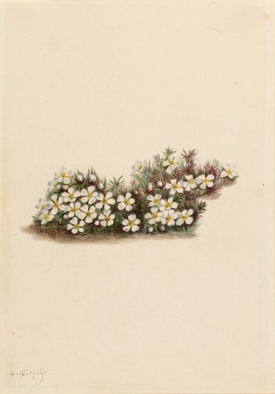 Pyxie (Pyxidanthera barbulata) von Mary Vaux Walcott
