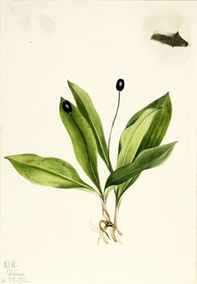 Königskelch (Clintonia uniflora) von Mary Vaux Walcott