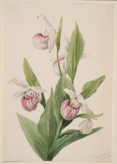 Königinnen-Pantoffel (Cypripedium reginae) von Mary Vaux Walcott