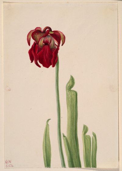 Roter Schlauchpflanze (Sarracenia jonesii) von Mary Vaux Walcott