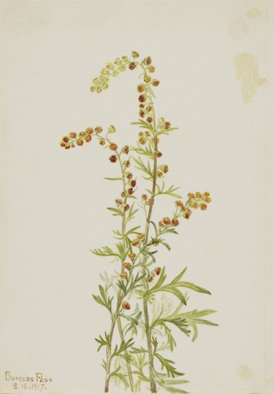 Felsen-Wermut (Artemisia discolor) von Mary Vaux Walcott