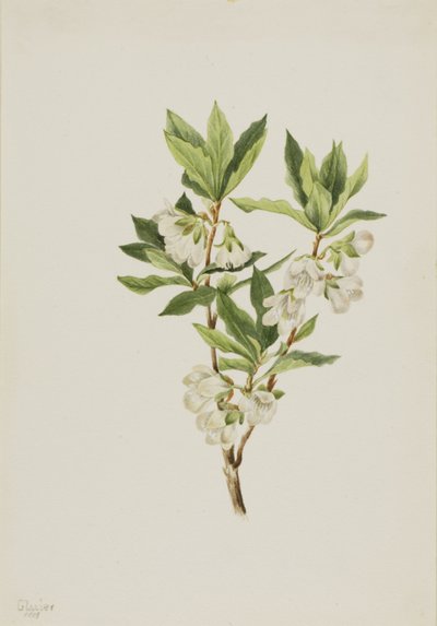 Rocky Mountain Rhododendron (Rhododendron albiflorum) von Mary Vaux Walcott