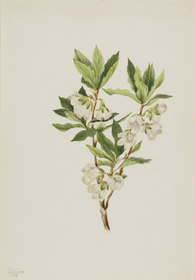 Rocky Mountain Rhododendron Rhododendron albiflorum, 1901 von Mary Vaux Walcott
