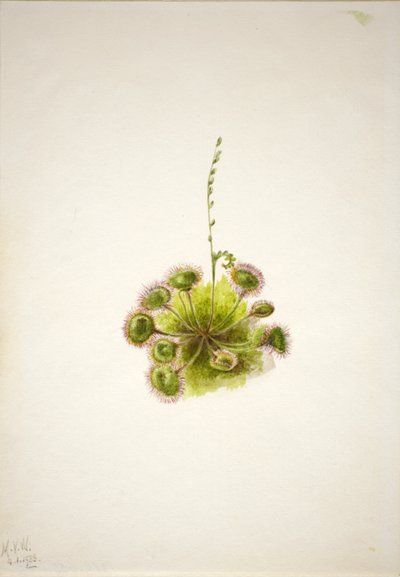 Rundblättriger Sonnentau (Drosera rotundifolia) von Mary Vaux Walcott