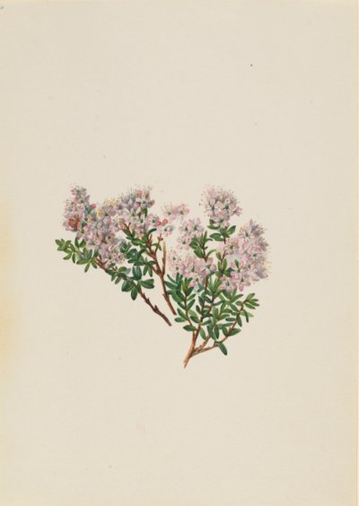 Sandmyrte, ca. 1930er Jahre von Mary Vaux Walcott
