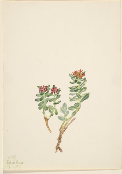 Sanifoiga adscendeus von Mary Vaux Walcott