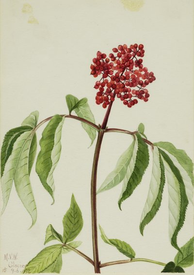 Scharlachroter Holunder (Sambucus pubens) von Mary Vaux Walcott