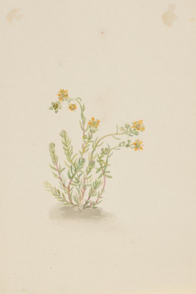 Sedum stenopetalum von Mary Vaux Walcott
