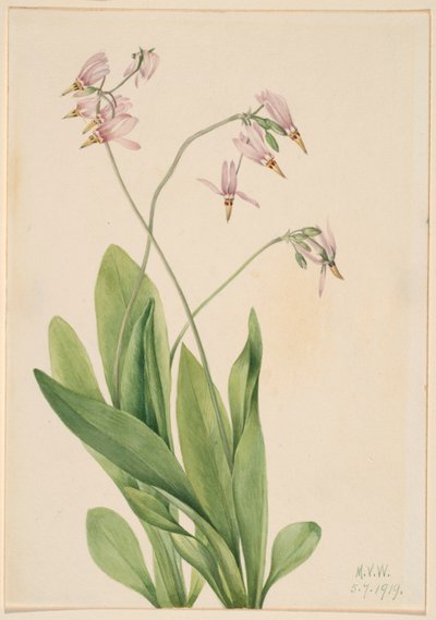 Sternschnuppe (Dodecatheon meadia) von Mary Vaux Walcott