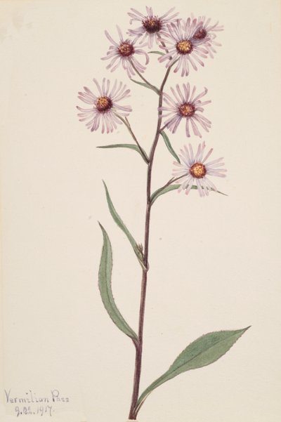 Pracht-Aster Aster conspicuus von Mary Vaux Walcott