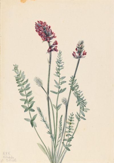 Pracht-Oxytrope (Oxytropis splendens) von Mary Vaux Walcott