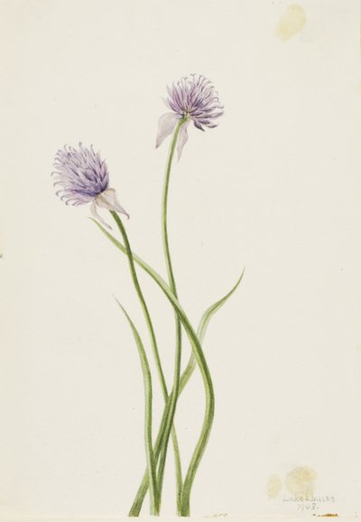 Sibirische Zwiebel (Allium sibericum) von Mary Vaux Walcott