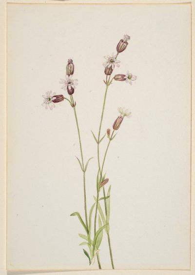 Silene multicaulis von Mary Vaux Walcott