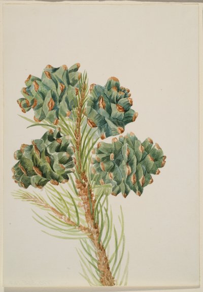 Einblättrige Kiefer (Pinus monophylla) von Mary Vaux Walcott