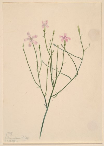 Skelettblume (Lygodesmia juncea) von Mary Vaux Walcott