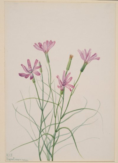 Skelettkraut (Lygodesmia grandiflora) von Mary Vaux Walcott