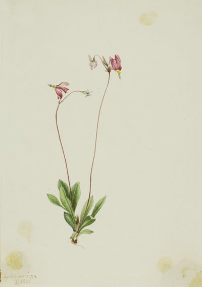 Schlanker Schießstern (Dodecatheon pauciflorum) von Mary Vaux Walcott