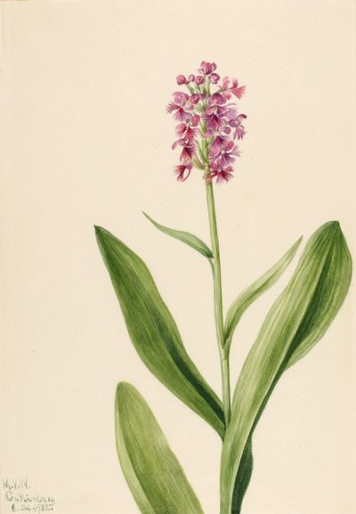 Kleine Purpurfransen-Orchidee (Habenaria psychodes) von Mary Vaux Walcott