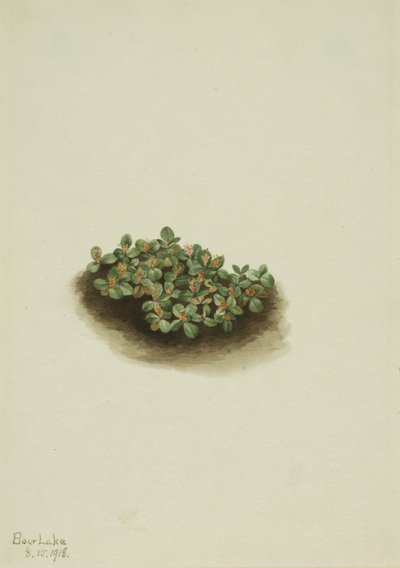 Schneeweide (Salix nivalis) von Mary Vaux Walcott