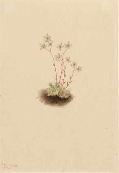 Gefleckte Steinbrech (Saxifraga bronchialis) von Mary Vaux Walcott