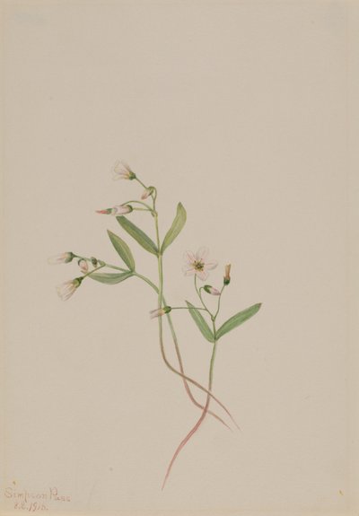 Frühlingsschönheit (Claytonia lanceolata) von Mary Vaux Walcott