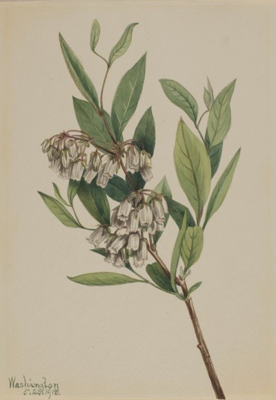 Stagger-Busch (Pieris mariana) von Mary Vaux Walcott