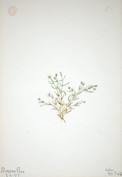 Stelleria leata von Mary Vaux Walcott