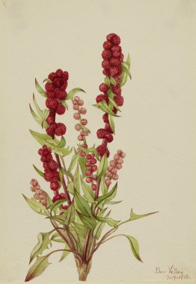 Erdbeer-Gänsefuß (Chenopodium capitatum) von Mary Vaux Walcott