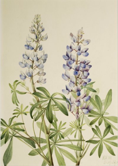 Sonnenuhr-Lupine (Lupinus perennis) von Mary Vaux Walcott